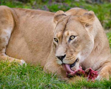 How Much Lion Eats A Day?