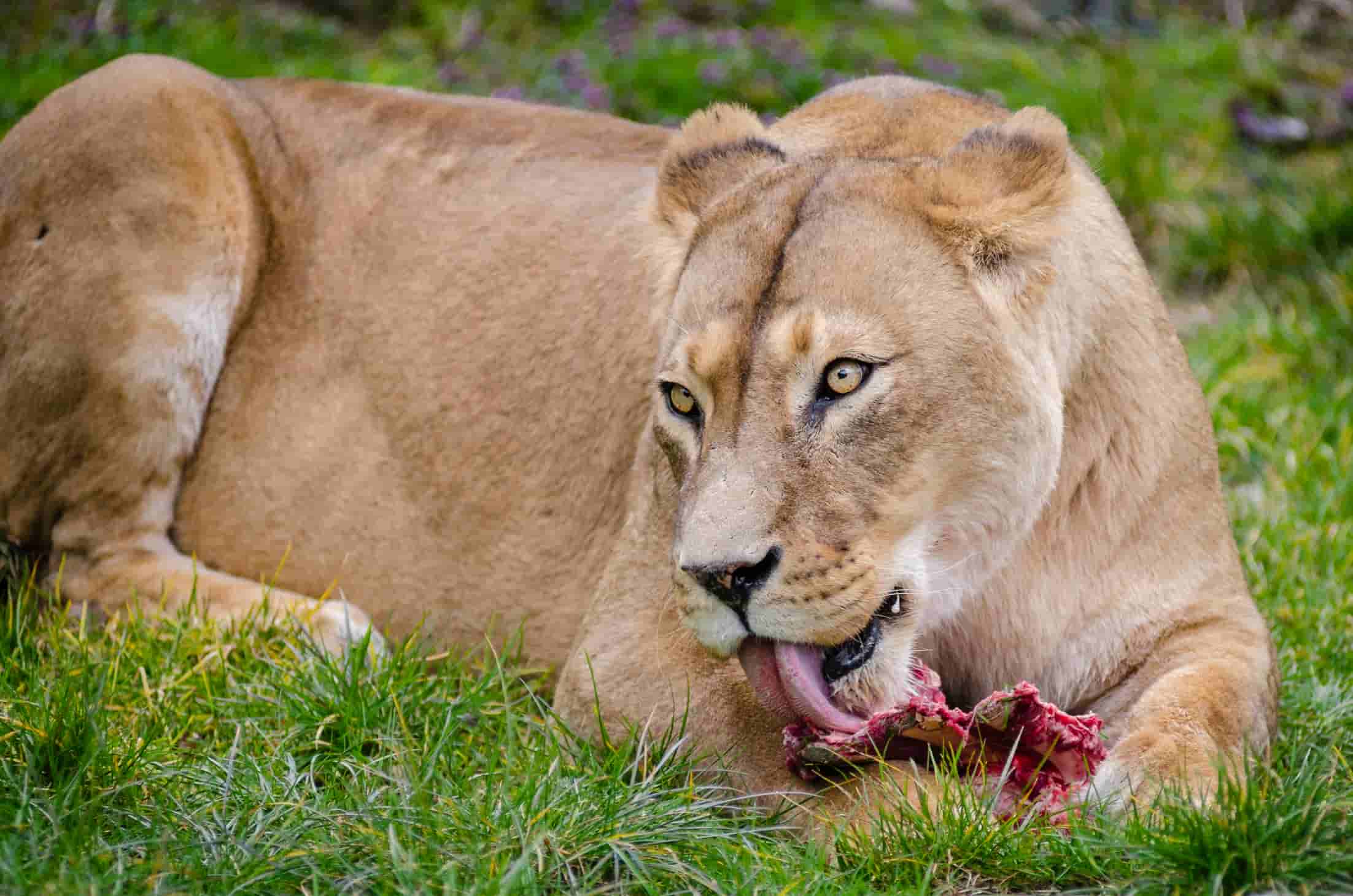 How Much Lion Eats A Day?