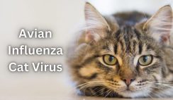 Avian Influenza Cat Virus Avian Influenza Cat Virus