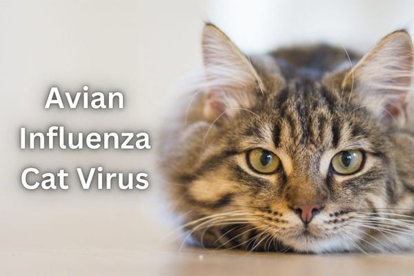 Avian Influenza Cat Virus