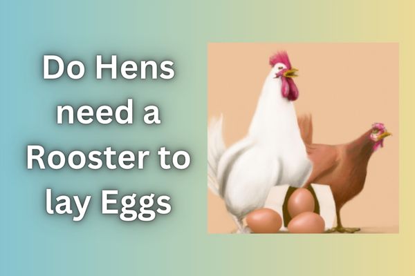 Do Hens need a Rooster to lay Eggs