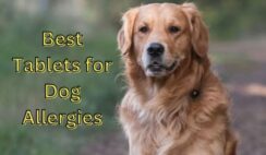 Best Tablets for Dog Allergies