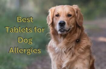 Best Tablets for Dog Allergies