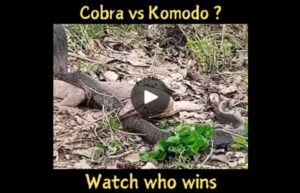 Cobra vs Komodo Dragon Fight